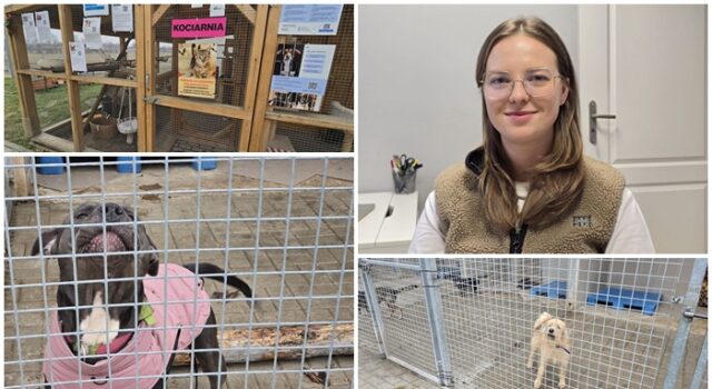 Chora przestrzeń bez systemu. O sytuacji zwierząt, schronisk i planach czipowania rozmawiamy z Adrianą Kaszubą