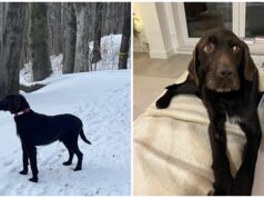 Zaginął Bari. Był widziany w okolicach Pogorzały