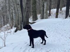 Szukają zaginionego Bartka. Był widziany w okolicach Pogorzały