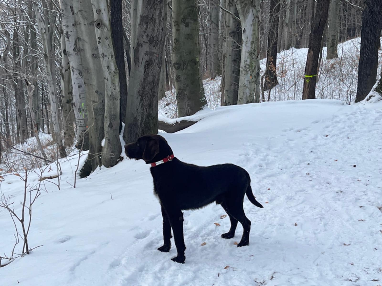 Szukają zaginionego Bartka. Był widziany w okolicach Pogorzały