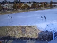 Spacerowicze na zalewie, gołąb uciekinier. Interwencje straży miejskiej