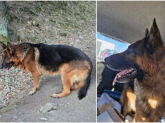 Owczarek błąkał się przy drodze, pomogli kierowcy i leśnik