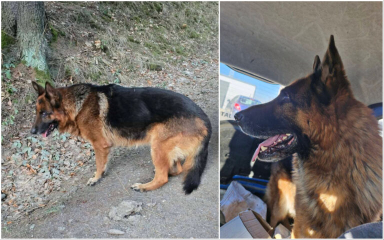 Owczarek błąkał się przy drodze, pomogli kierowcy i leśnik