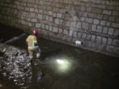 Kot uwięziony w głębokim korycie rzeki