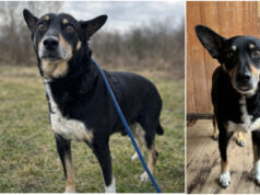 Do serca przytul psa. Amor czeka na nowy dom