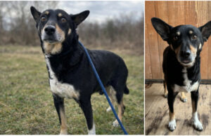 Do serca przytul psa. Amor czeka na nowy dom