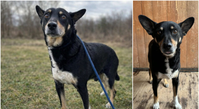 Do serca przytul psa. Amor czeka na nowy dom