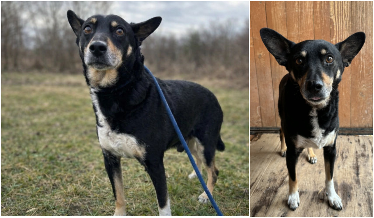 Do serca przytul psa. Amor czeka na nowy dom