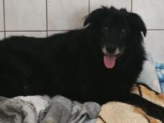 11 lat bez „swojego” człowieka, na łańcuchu przy budzie. Czarna potrzebuje pomocy