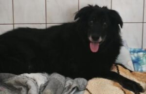 11 lat bez „swojego” człowieka, na łańcuchu przy budzie. Czarna potrzebuje pomocy