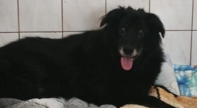 11 lat bez „swojego” człowieka, na łańcuchu przy budzie. Czarna potrzebuje pomocy