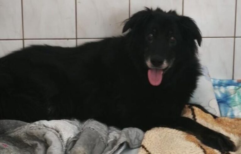 11 lat bez „swojego” człowieka, na łańcuchu przy budzie. Czarna potrzebuje pomocy