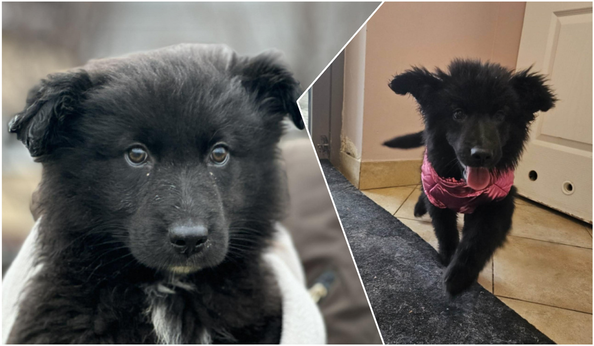 Do serca przytul psa. Kiara czeka na nowy dom