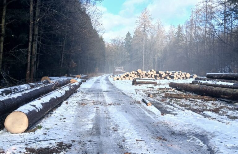 „Przygnębiający widok”. Mieszkańcy zszokowani skalą wycinki, leśnicy tłumaczą [FOTO]