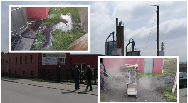 Zebra-Jaworzyna-Slaska