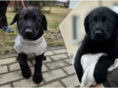 Do serca przytul psa. Zuko czeka na nowy dom