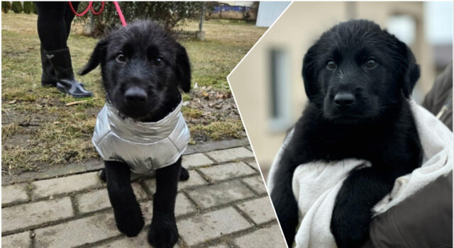 Do serca przytul psa. Zuko czeka na nowy dom