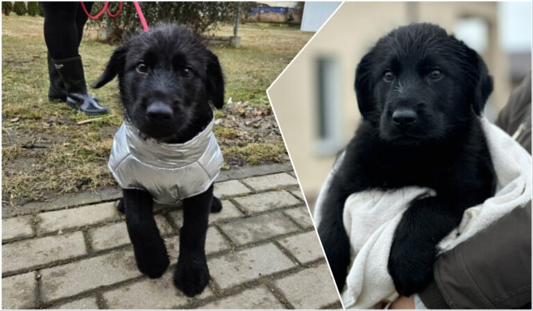 Do serca przytul psa. Zuko czeka na nowy dom