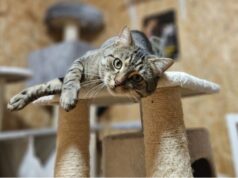 Mruczący podopieczni świdnickiego schroniska zapraszają do wspólnego świętowania Dnia Kota