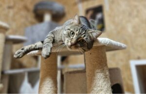 Mruczący podopieczni świdnickiego schroniska zapraszają do wspólnego świętowania Dnia Kota