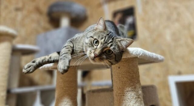 Mruczący podopieczni świdnickiego schroniska zapraszają do wspólnego świętowania Dnia Kota