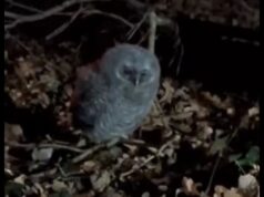 Leśnicy apelują: Nie zabierajcie z parków młodych sów