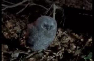 Leśnicy apelują: Nie zabierajcie z parków młodych sów