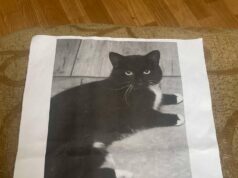 Zaginęła kotka Sandy