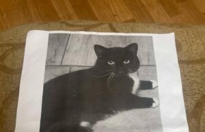 Zaginęła kotka Sandy