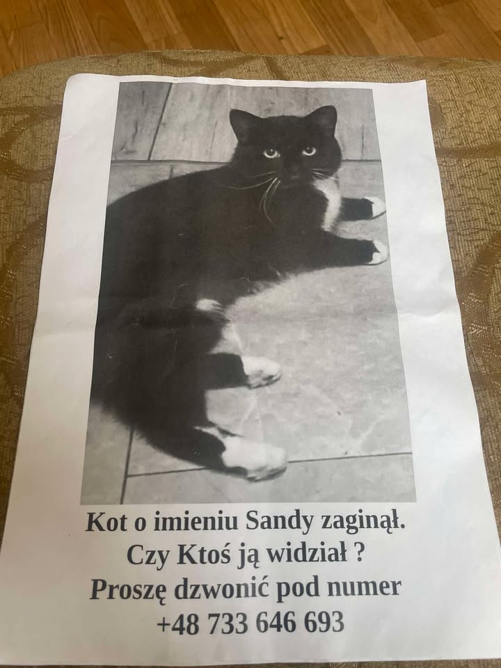 Zaginęła kotka Sandy