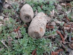 Orał pole, trafił na niewybuchy