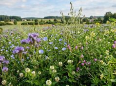 Stosowanie poplonów – Jak skutecznie poprawić żyzność gleby w gospodarstwie i ogrodzie?
