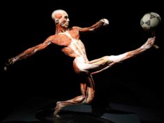 Wystawa BODY WORLDS we Wrocławiu przedłużona do 30 czerwca!