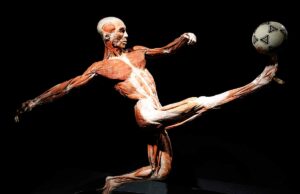 Wystawa BODY WORLDS we Wrocławiu przedłużona do 30 czerwca!