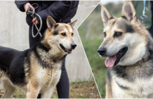 Do serca przytul psa. Lego czeka na nowy dom