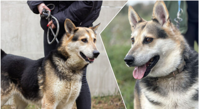 Do serca przytul psa. Lego czeka na nowy dom