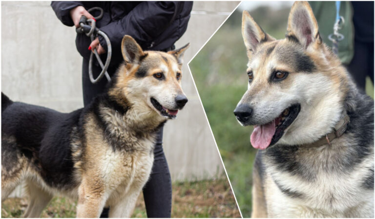 Do serca przytul psa. Lego czeka na nowy dom