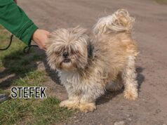 Do serca przytul psa. Przystojniak Stefek czeka na dom