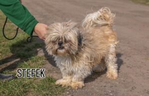 Do serca przytul psa. Przystojniak Stefek czeka na dom