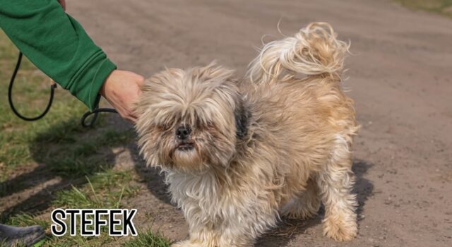 Do serca przytul psa. Przystojniak Stefek czeka na dom