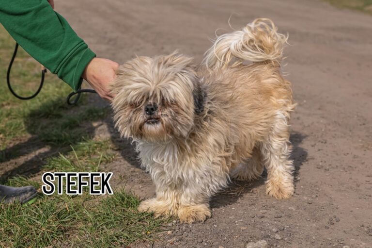 Do serca przytul psa. Przystojniak Stefek czeka na dom
