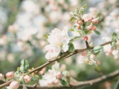 Brunatna zgnilizna drzew pestkowych w sadzie. Jak zatrzymać chorobę, zanim zniszczy plon?