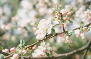 Brunatna zgnilizna drzew pestkowych w sadzie. Jak zatrzymać chorobę, zanim zniszczy plon?