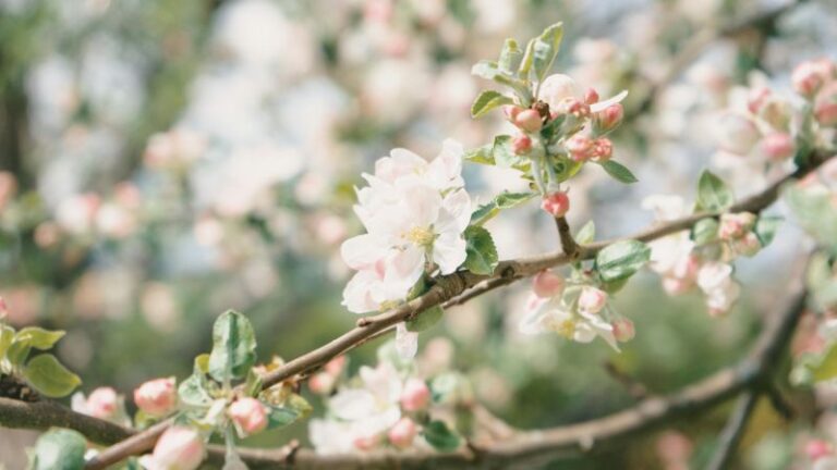 Brunatna zgnilizna drzew pestkowych w sadzie. Jak zatrzymać chorobę, zanim zniszczy plon?