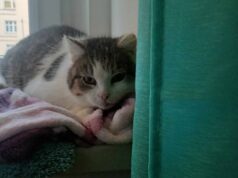 Zaginęła kotka Zuzia