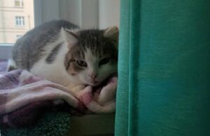 Zaginęła kotka Zuzia