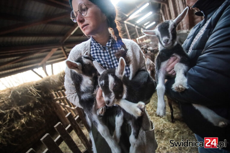 Kozie trojaczki przyszły na świat w Klecinie pod Świdnicą. Maluchy można odwiedzić [FOTO/VIDEO]