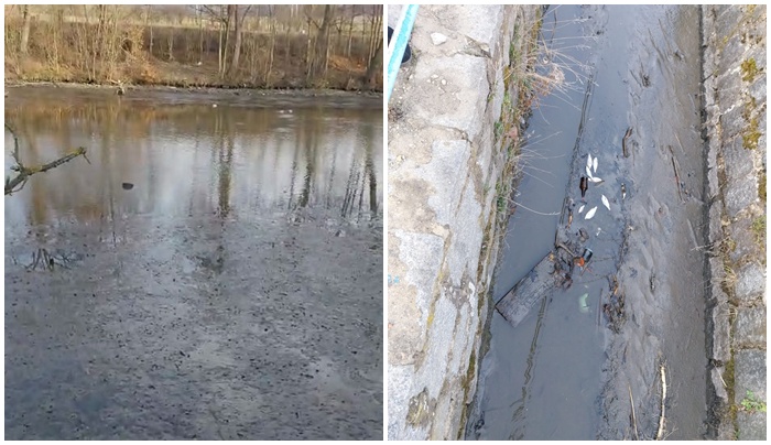 Awaria podczas rewitalizacji w Gogołowie. Mieszkańcy ruszyli na pomoc rybom [FOTO/VIDEO]