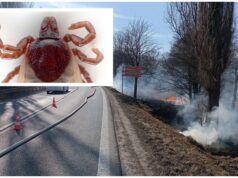 Wypalanie traw zabija kleszcze? Mity, które wciąż mają się dobrze