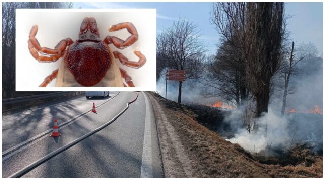 Wypalanie traw zabija kleszcze? Mity, które wciąż mają się dobrze